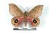  (Automeris zozinicaraguana - BC-Her1444)  @15 [ ] Copyright (2010) Unspecified Research Collection of Daniel Herbin