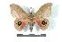  ( - BC-Her1446)  @14 [ ] Copyright (2010) Unspecified Research Collection of Daniel Herbin