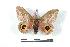  ( - BC-Her1448)  @13 [ ] Copyright (2010) Unspecified Research Collection of Daniel Herbin