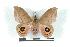  ( - BC-Her1450)  @14 [ ] Copyright (2010) Unspecified Research Collection of Daniel Herbin