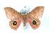  ( - BC-Her1481)  @15 [ ] Copyright (2010) Unspecified Research Collection of Daniel Herbin