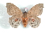  (Hyperchiria chiapeten - BC-Her1503)  @15 [ ] Copyright (2010) Unspecified Research Collection of Daniel Herbin