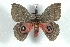  ( - BC-Her1512)  @13 [ ] Copyright (2010) Unspecified Research Collection of Daniel Herbin