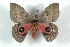  ( - BC-Her1514)  @12 [ ] Copyright (2010) Unspecified Research Collection of Daniel Herbin