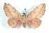  ( - BC-Her1555)  @14 [ ] Copyright (2010) Unspecified Research Collection of Daniel Herbin
