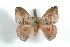  ( - BC-Her1562)  @14 [ ] Copyright (2010) Unspecified Research Collection of Daniel Herbin
