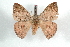  ( - BC-Her1566)  @14 [ ] Copyright (2010) Unspecified Research Collection of Daniel Herbin