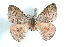  ( - BC-Her1568)  @14 [ ] Copyright (2010) Unspecified Research Collection of Daniel Herbin