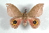  ( - BC-Her1569)  @13 [ ] Copyright (2010) Unspecified Research Collection of Daniel Herbin