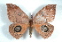 ( - BC-Her1571)  @13 [ ] Copyright (2010) Unspecified Research Collection of Daniel Herbin