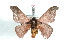  ( - BC-Her1574)  @14 [ ] Copyright (2010) Unspecified Research Collection of Daniel Herbin