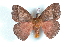 ( - BC-Her1578)  @14 [ ] Copyright (2010) Unspecified Research Collection of Daniel Herbin