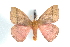  ( - BC-Her1580)  @14 [ ] Copyright (2010) Unspecified Research Collection of Daniel Herbin