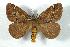  (Pseudodirphia parafrickei - BC-Her1632)  @15 [ ] Copyright (2010) Unspecified Research Collection of Daniel Herbin