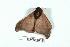  ( - BC-Her1832)  @13 [ ] Copyright (2010) Unspecified Research Collection of Daniel Herbin