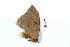  ( - BC-Her1980)  @12 [ ] Copyright (2010) Unspecified Research Collection of Daniel Herbin
