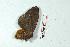  (Hylesia cotecuarex - BC-Her2010)  @13 [ ] Copyright (2010) Unspecified Research Collection of Daniel Herbin