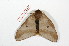  ( - BC-Her2053)  @13 [ ] Copyright (2010) Unspecified Research Collection of Daniel Herbin