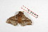  ( - BC-Her2095)  @12 [ ] Copyright (2010) Unspecified Research Collection of Daniel Herbin