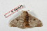  ( - BC-Her2097)  @14 [ ] Copyright (2010) Unspecified Research Collection of Daniel Herbin