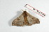  (Hylesia pallidex pallidex - BC-Her2144)  @14 [ ] Copyright (2010) Unspecified Research Collection of Daniel Herbin