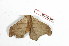  ( - BC-Her2150)  @13 [ ] Copyright (2010) Unspecified Research Collection of Daniel Herbin