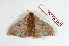  (Hylesia indurata - BC-Her2161)  @14 [ ] Copyright (2010) Unspecified Research Collection of Daniel Herbin