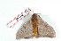  ( - BC-Her2174)  @13 [ ] Copyright (2010) Unspecified Research Collection of Daniel Herbin