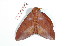  ( - BC-Her2177)  @12 [ ] Copyright (2010) Unspecified Research Collection of Daniel Herbin
