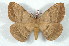  (Preptos - BC-Her2206)  @15 [ ] Copyright (2010) Unspecified Research Collection of Daniel Herbin