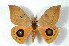  (Automeris excreta - BC-Her2208)  @15 [ ] Copyright (2010) Unspecified Research Collection of Daniel Herbin