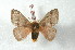  (Hylesia ernestralex - BC-Her2216)  @15 [ ] Copyright (2010) Unspecified Research Collection of Daniel Herbin