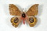  ( - BC-Her2223)  @13 [ ] Copyright (2010) Unspecified Research Collection of Daniel Herbin
