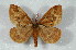  ( - BC-Her2226)  @14 [ ] Copyright (2010) Unspecified Research Collection of Daniel Herbin