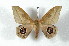  ( - BC-Her2238)  @14 [ ] Copyright (2010) Unspecified Research Collection of Daniel Herbin