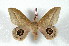  (Leucanella viridescens paraviridior - BC-Her2248)  @15 [ ] Copyright (2010) Unspecified Research Collection of Daniel Herbin