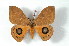  ( - BC-Her2254)  @14 [ ] Copyright (2010) Unspecified Research Collection of Daniel Herbin