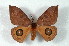  ( - BC-Her2257)  @14 [ ] Copyright (2010) Unspecified Research Collection of Daniel Herbin