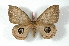  ( - BC-Her2259)  @15 [ ] Copyright (2010) Unspecified Research Collection of Daniel Herbin