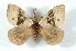  (Dirphia brevifurca - BC-Her2277)  @15 [ ] Copyright (2010) Unspecified Research Collection of Daniel Herbin