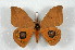  (Automeris lapaza - BC-Her2278)  @15 [ ] Copyright (2010) Unspecified Research Collection of Daniel Herbin
