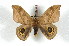  ( - BC-Her2284)  @13 [ ] Copyright (2010) Unspecified Research Collection of Daniel Herbin