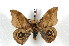  (Automeris harriyungasiana - BC-Her2285)  @14 [ ] Copyright (2010) Unspecified Research Collection of Daniel Herbin