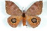  ( - BC-Her2287)  @14 [ ] Copyright (2010) Unspecified Research Collection of Daniel Herbin