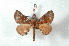  ( - BC-Her2298)  @13 [ ] Copyright (2010) Unspecified Research Collection of Daniel Herbin