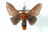  ( - BC-Her2378)  @15 [ ] Copyright (2010) Unspecified Research Collection of Daniel Herbin