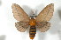  (Anisota - BC-Her2379)  @15 [ ] Copyright (2010) Unspecified Research Collection of Daniel Herbin