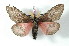  ( - BC-Her2391)  @13 [ ] Copyright (2010) Unspecified Research Collection of Daniel Herbin