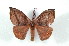  ( - BC-Her2432)  @14 [ ] Copyright (2010) Unspecified Research Collection of Daniel Herbin