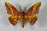  ( - BC-Her2438)  @14 [ ] Copyright (2010) Unspecified Research Collection of Daniel Herbin